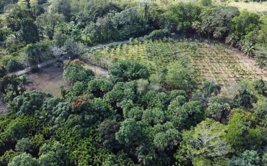 Venta de finca sembrada en Villa Altagracia, RD
