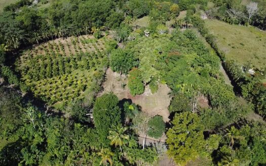 Venta de finca sembrada en Villa Altagracia, RD