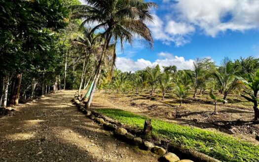 Venta de finca sembrada en Villa Altagracia, RD